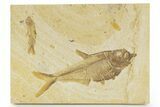Plate With Two Fossil Fish (Diplomystus & Knightia) - Wyoming #379363-1